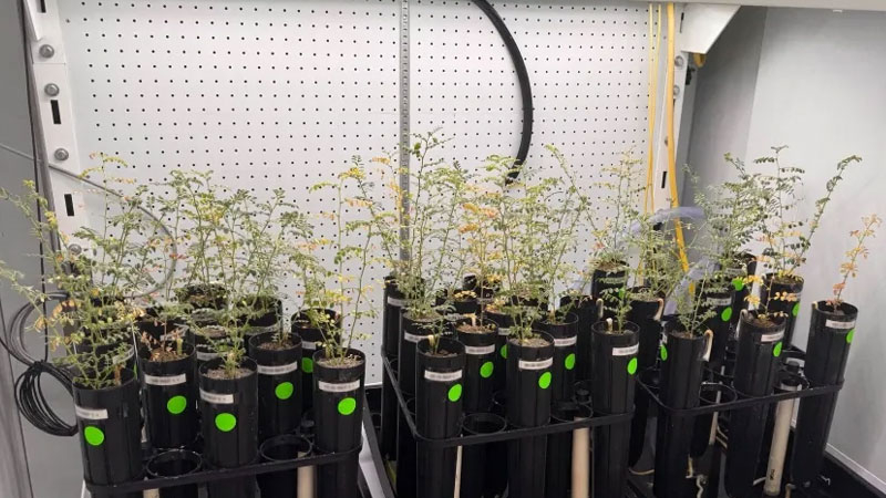 Учените отглеждат грах върху изкуствен лунен почвен субстрат, но се колебат дали да го опитат като супа