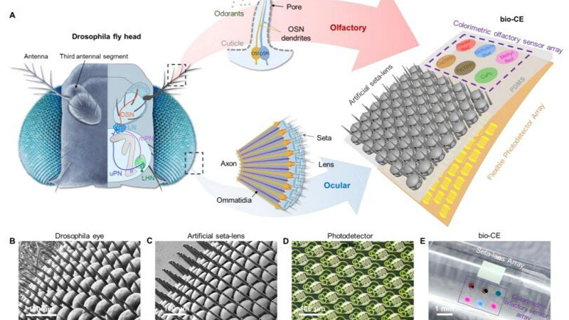 Китай разработи „глаз‑муху“ за безпилотни летателни апарати, осигуряваща панорамно зрение и датчик за миризми
